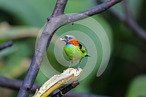 Red-necked tanager on banana, Folha Seca, Brazil photo