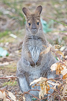 Red-Necked Wallaby