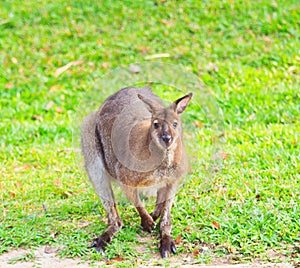 Red-necked wallaby