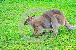 Red-necked wallaby