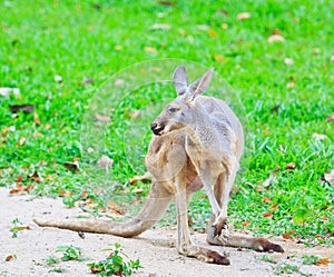 Red-necked wallaby