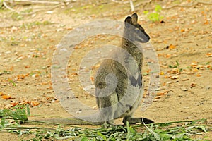 Red-necked Wallaby, also Bennett's wallaby, Macropus rufogriseu photo