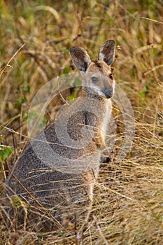 Red-necked Wallaby in Australia