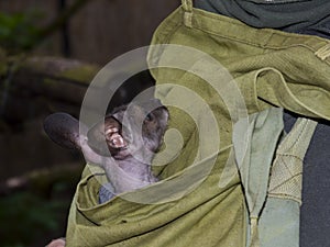 Red-necked wallaby baby in a bag of a zookeeper