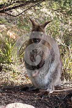 Red-necked wallaby or Bennett's wallaby - female with her joey