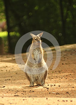 Red-necked wallaby or Bennett`s wallaby Macropus rufogriseus