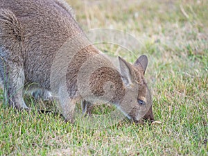 Red-Necked Wallaby Grazing