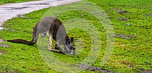 Red necked wallaby grazing in the grass, Kangaroo from australia