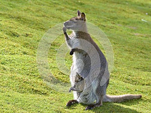 Red-necked wallaby and its joey