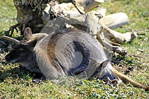 Red necked wallaby with Joey - Marwell Zoo