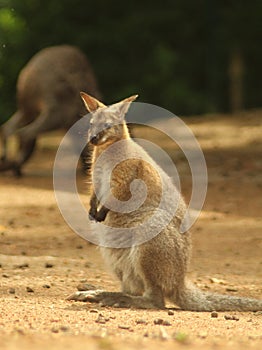 Red-necked wallaby Macropus rufogriseus