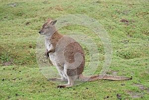 Red-necked Wallaby - Macropus rufogriseus