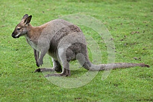 Red-necked wallaby Macropus rufogriseus