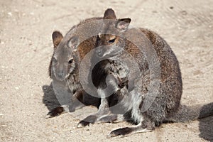 Red-necked wallaby (Macropus rufogriseus), also known as the Ben