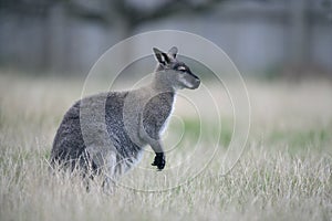 Red-necked wallaby, Macropus rufogriseus photo