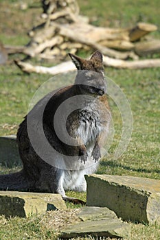 Red necked wallaby - Marwell Zoo