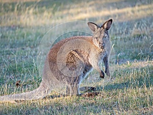 Red-Necked Wallaby in a Meadow