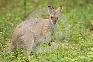 Red Necked Wallaby (Notamacropus rufogriseus) Bennetts wallaby