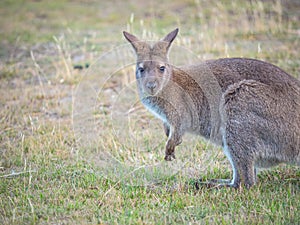 Red-Necked Wallaby Portrait