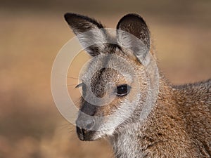 Red-necked Wallaby portrait of face
