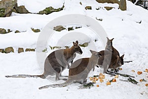 Red-necked Wallaby in snowy winter