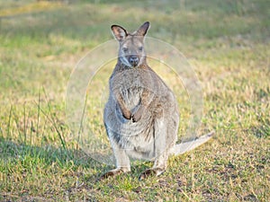 Red-Necked Wallaby in Tasmania