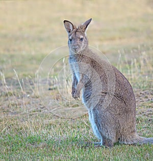 Red-Necked Wallaby in Tasmania