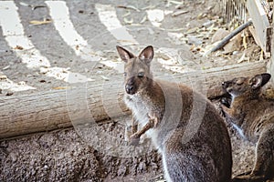 Red-necked wallaby in the zoo