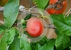 Red nectarine `Fantasia` fruit on the tree photo