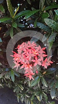 The Red Needle Flower blooms in the dry season