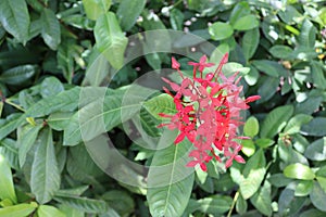Red needle flower on green leaves with branches hanging on tree closeup for design.