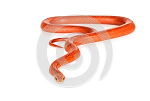 Red nelsons milksnake