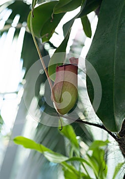 Red Nepenthes Pitcher with green leaves, carnivorous, tropical plant in the garden with