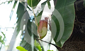 Red Nepenthes Pitcher with green leaves, carnivorous, tropical plant in the garden with