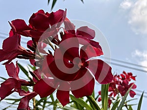 Red Nerium oleander