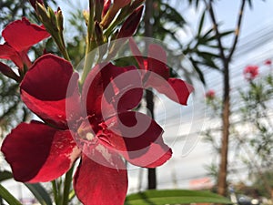 Red Nerium oleander