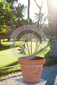 Red nerium oleander tree in pot