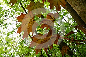 Red, new growing leaves of a maple tree