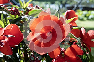 Red New Guinea impatiens (Impatiens hawkeri) flower