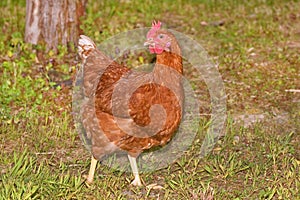 Red, New Hampshire Hen