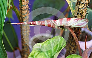 The red and new unfurled leaf of Philodendron Verrucosum