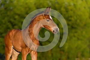 Red newborn colt