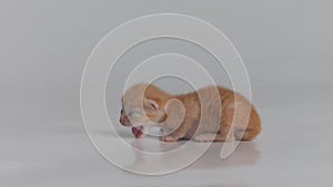 red newborn kitten on soft tissue, crawls and meows, closed eyes, white background, close-up, macro