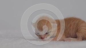 red newborn kitten on soft tissue, crawls and meows, closed eyes, white background, close-up, macro