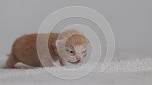 red newborn kitten on soft tissue, crawls and meows, closed eyes, white background, close-up, macro