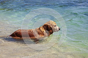 Red Newfoundland, a rescue dog on the sea