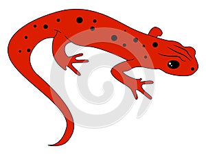 Red newt, illustration, vector