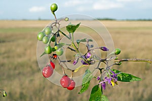 Red nightshade (Solanum dulcamara)