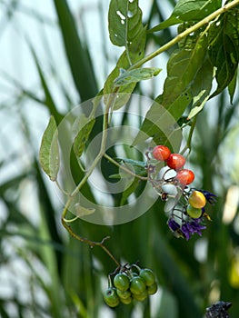 Red nightshade Solanum dulcamara