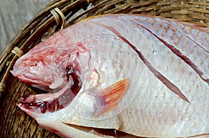 Red nile tilapia fish